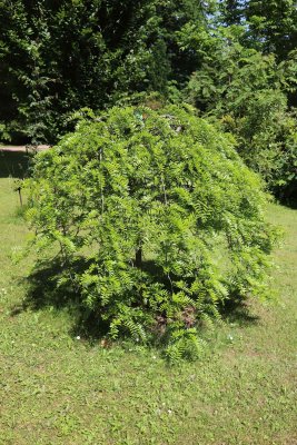 Gleditsia triacanthos 'Emerald Kascade' - dřezovec trojtrnný - celek